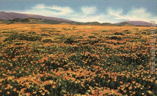 A Field of Californian Poppies